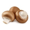 champignon_rose