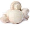 champignons_blancs