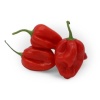 piment_habanero_rouge