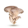 pleurotte