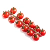 tomate-sweet-baby-jouno-extra