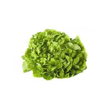 salade_feuille_de_chene_verte